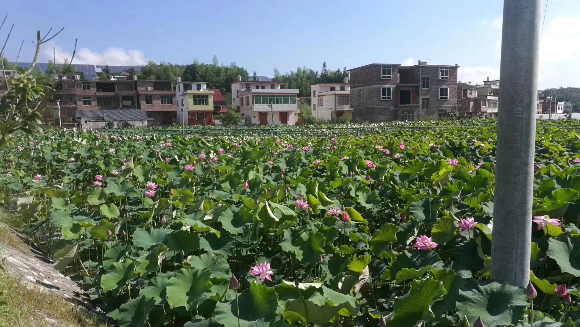 广昌白莲种植基地