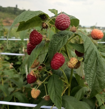 双季红树莓苗大果保证品种质量,包成活