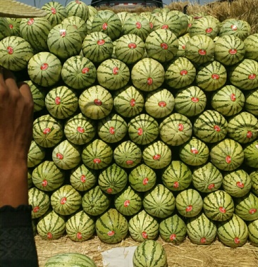 [西瓜批发]【热卖】宁夏石头瓜,金城5号西瓜,产地直销,头茬9成熟价格