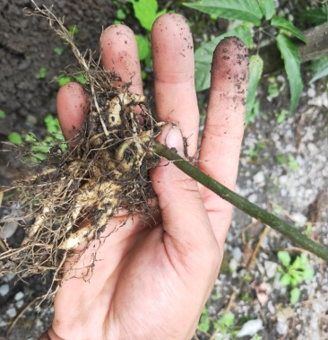 竹节参四年苗干货鲜货