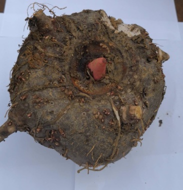 黑魔芋产地贵州断货了