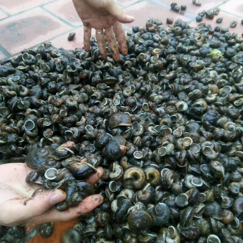 [蜗牛批发]广西防城港防城区蜗牛 10.00元/斤山蜗牛 _ 一亩田