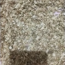 白芷种子