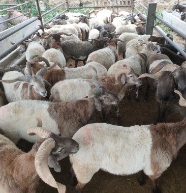 [绵羊批发]青海藏绵羊价格1500.00元/个 - 一亩田