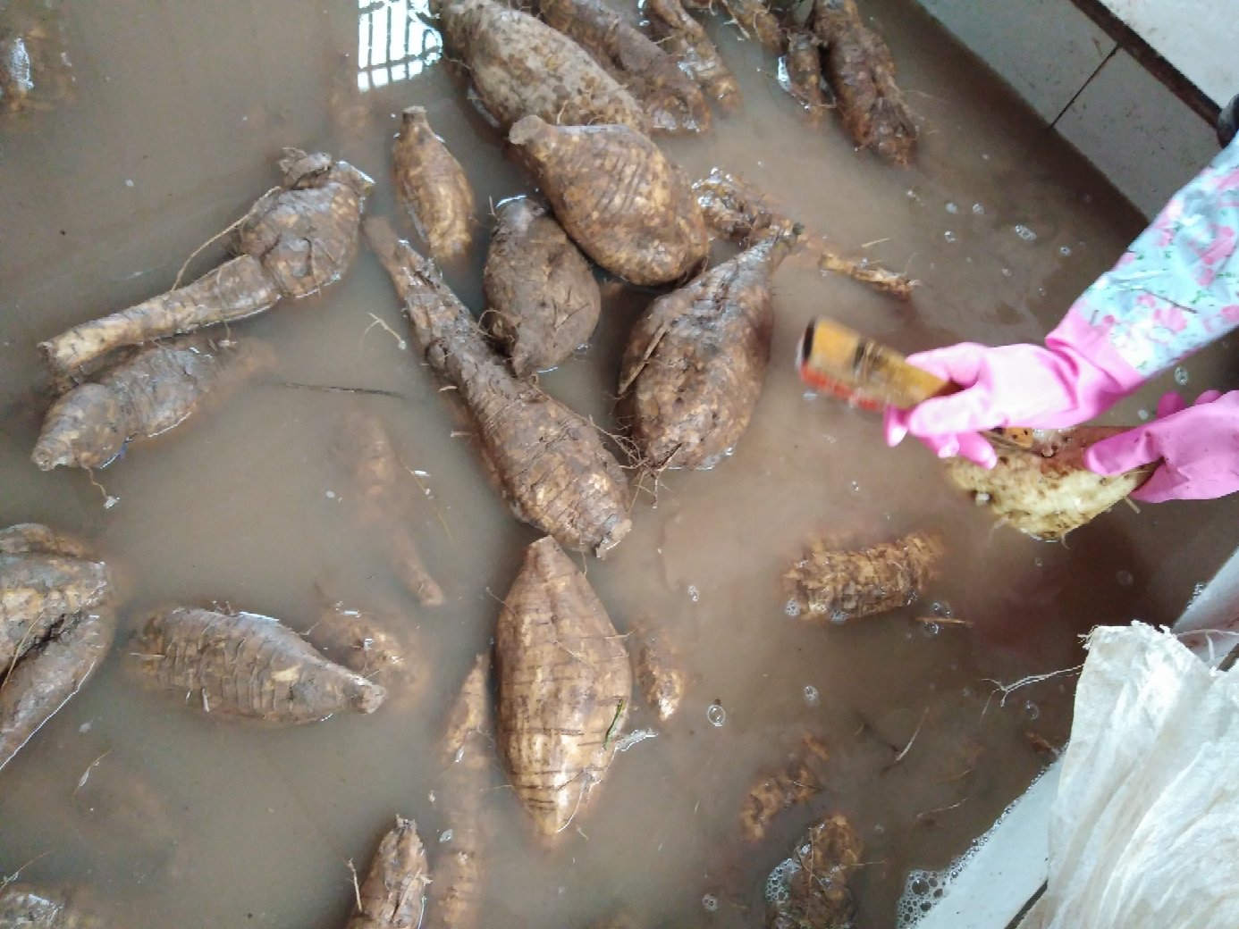 葛根清洗去皮过程
