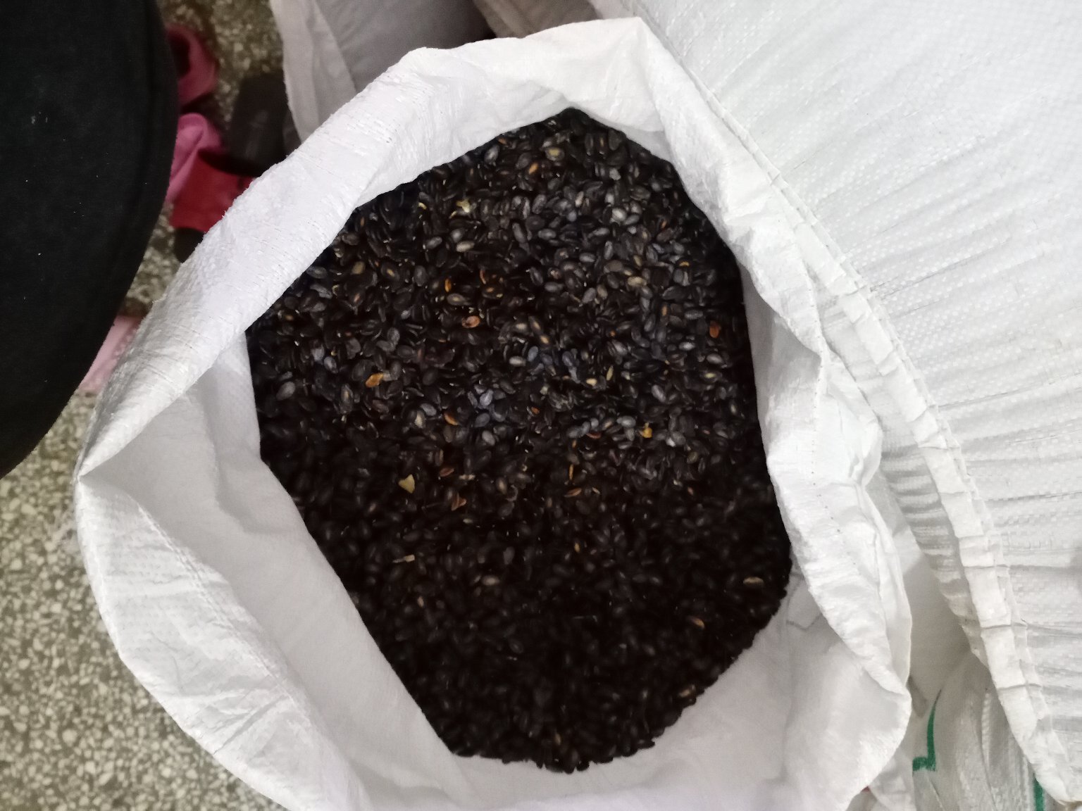 木瓜种子外观特写