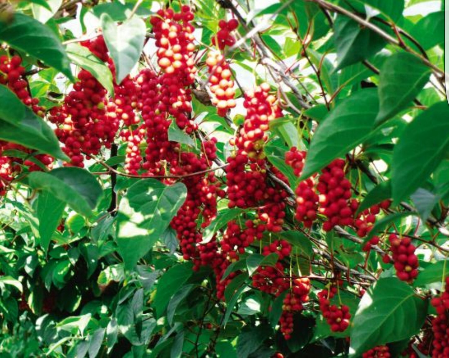 北五味子的果实特写