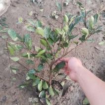 茶梅营养杯苗茶梅球裸根苗均有苗圃大量供应大小规格