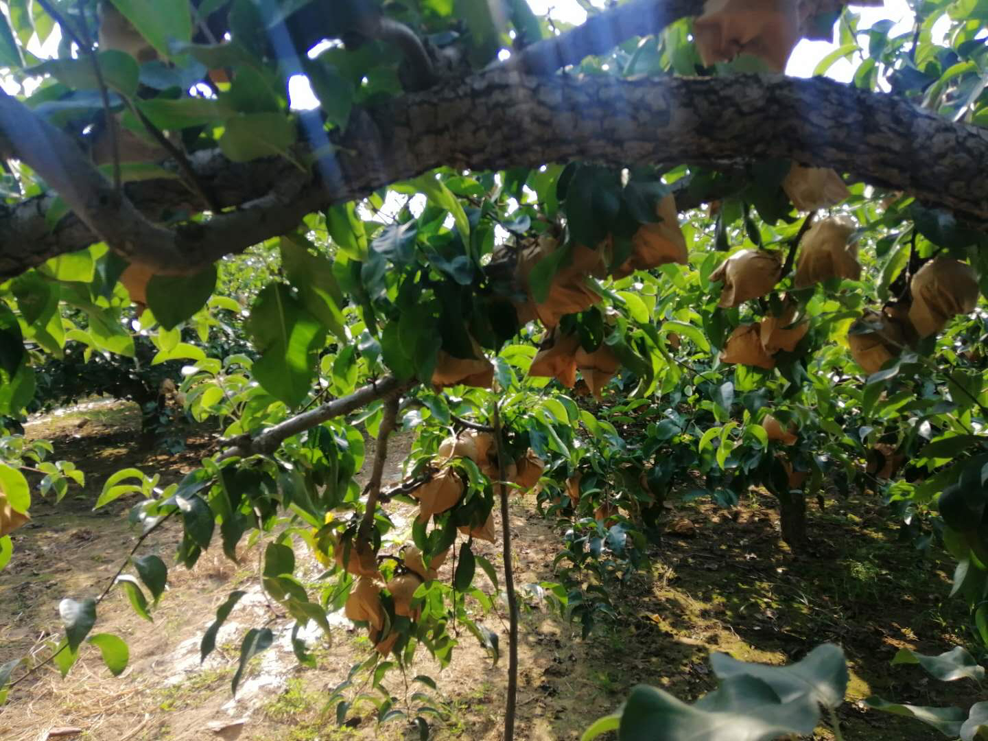 果园中的丰水梨树