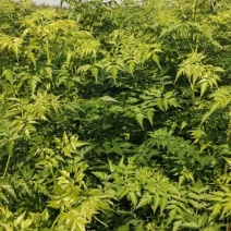 苦楝各种混合裸根土球均可