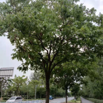 无患子大规格市政绿化苗木美化环境庭院绿化