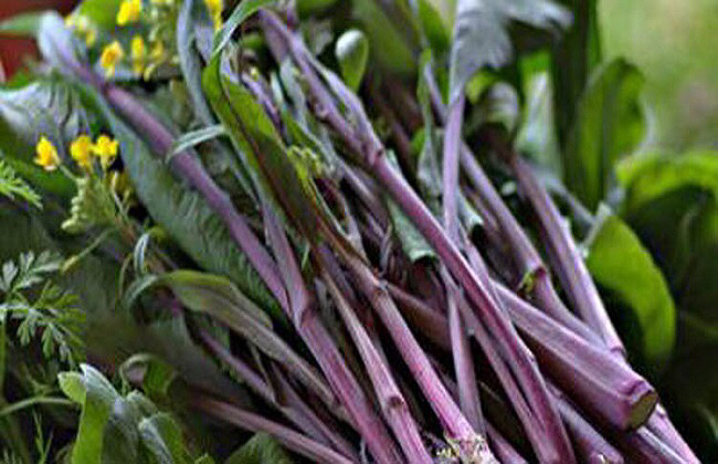 红菜苔与普通菜心对比图