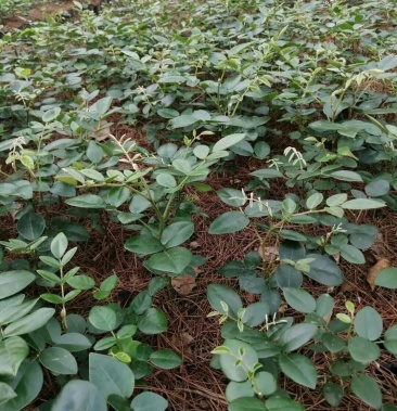 山豆根苗半年苗杯苗地苗均有高度至少在15分