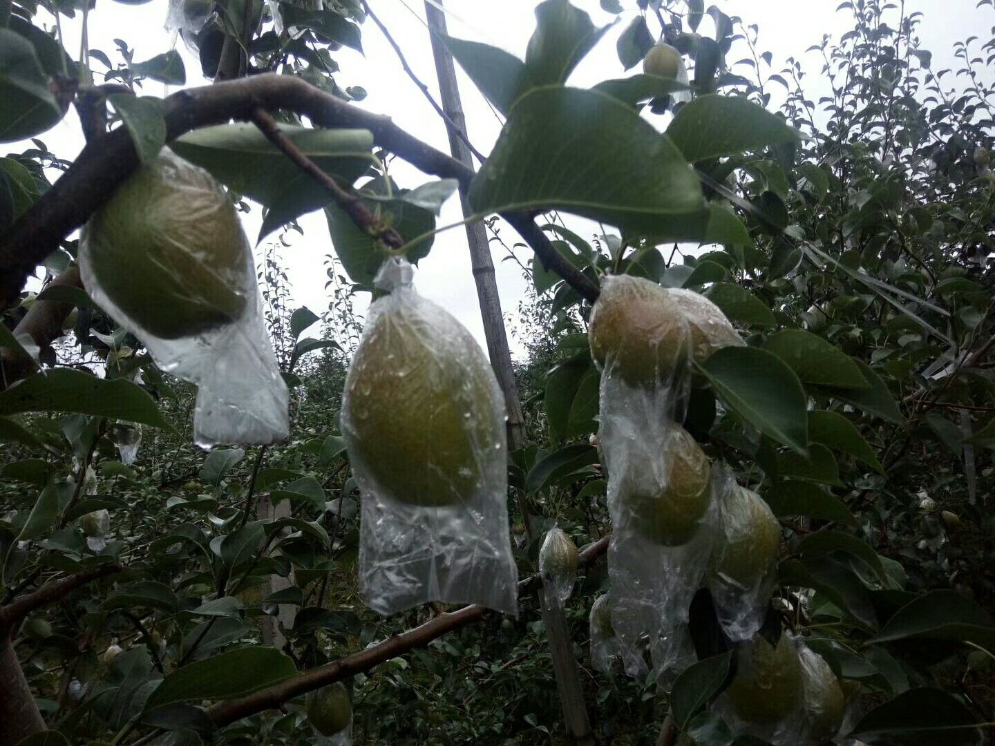 酸梨果园套袋管理实景图,果实被专用纸袋包裹,有效防止病虫侵入,减少烂果率 酸梨果园套袋管理实景图