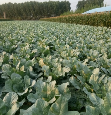 [松花菜批发]松花菜价格0.50元/斤 - 一亩田