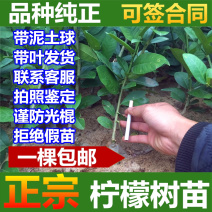 柠檬树苗柠檬苗香水柠檬青柠檬尤力克柠檬果树苗