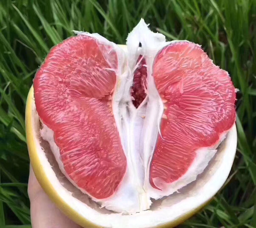 一个完整的红心沙田柚放置在木质桌面上,表皮呈淡黄色略带青肩,果形端正呈梨形;旁边摆放已切开的果实,露出鲜艳的玫瑰红色果肉,果瓣饱满分明,汁水充盈,背景为自然光下的果园环境 红心沙田柚整果与切开展示