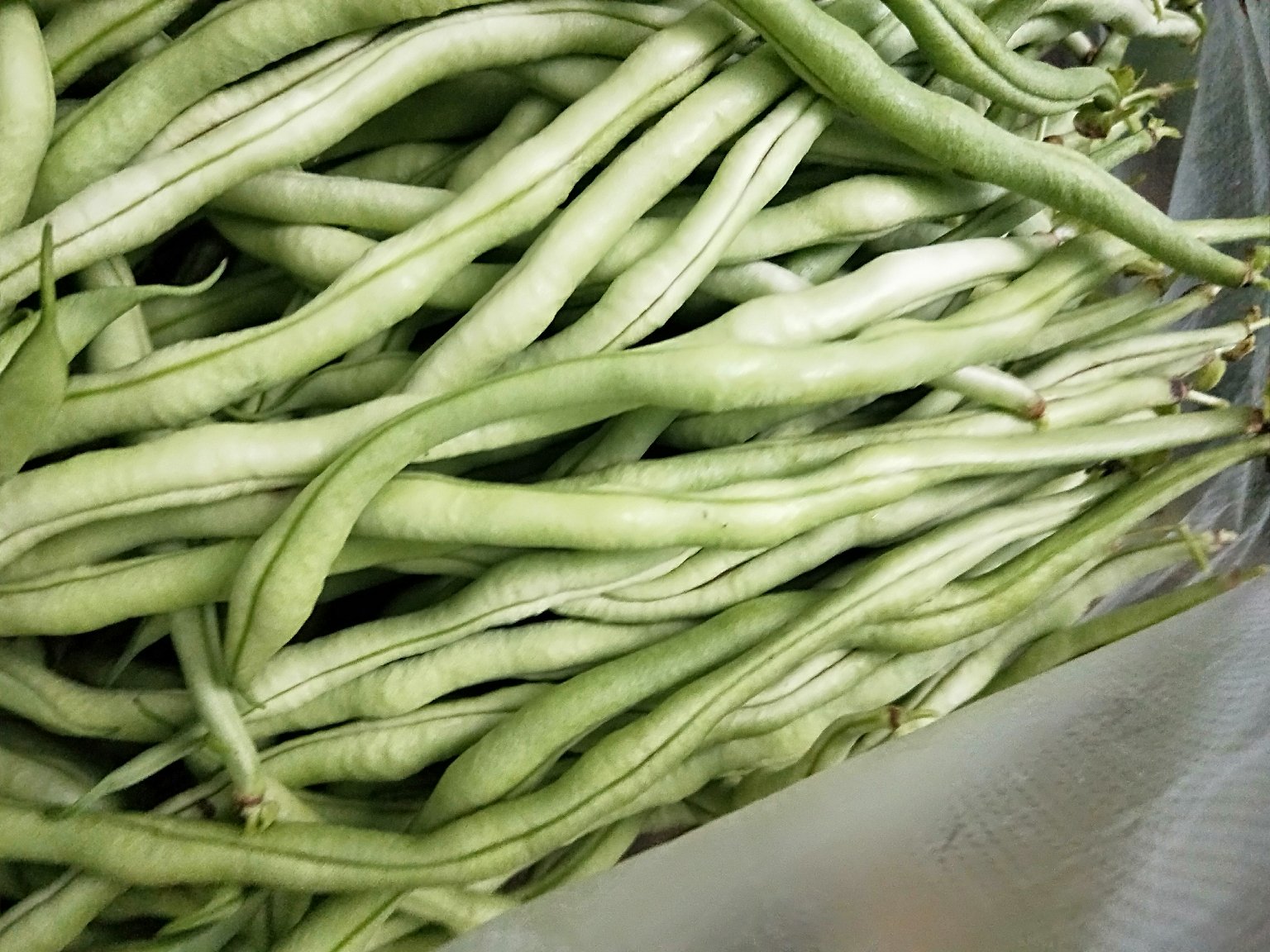 新鲜的筋豆豆荚,表面有明显纵向纤维筋络 筋豆实物图