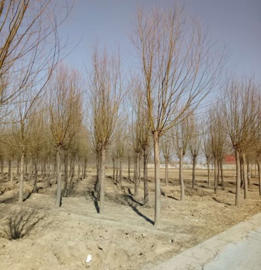 大量低价销售,8-20公分平头旱柳移植苗,易成活