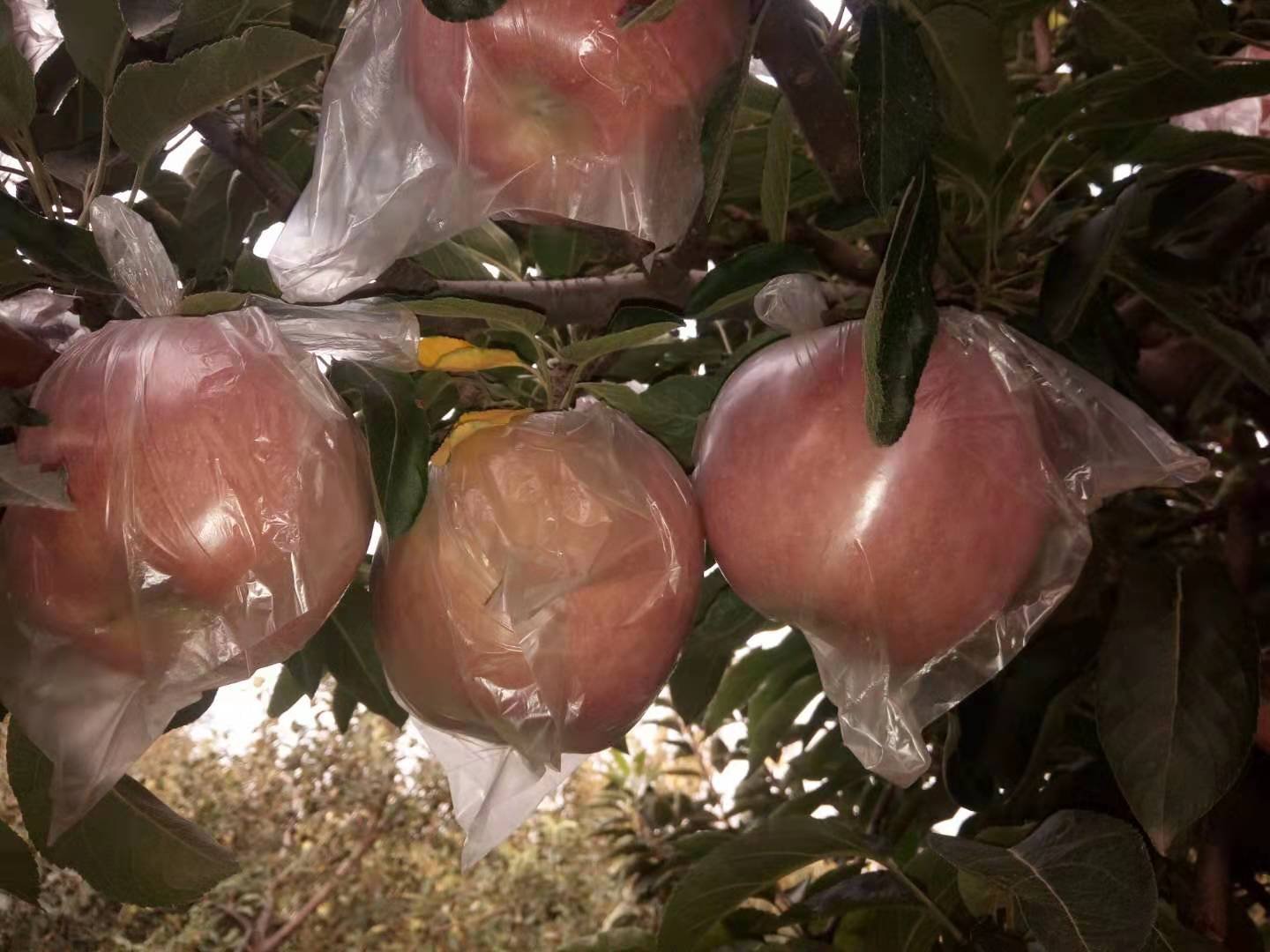 红星苹果果园套袋管理,展示果农在进行果实套袋操作 红星苹果果园套袋管理