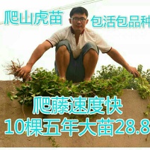 爬山虎苗爬藤小苗包成活包技术死苗补发