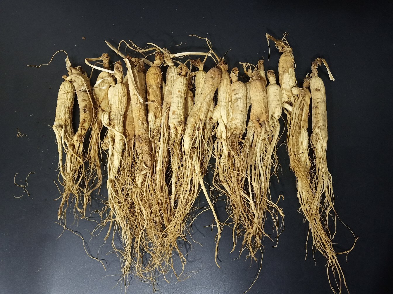 一整根完整的生晒参放置在木质托盘上,表面呈淡黄色至浅棕色,有明显的纵向皱纹和须根痕迹,背景为柔和自然光下的中式药材陈列环境,旁边配有干燥剂包和密封罐 生晒参实物特写