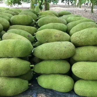 海南菠蘿蜜產地直銷批發 個個飽滿香甜.