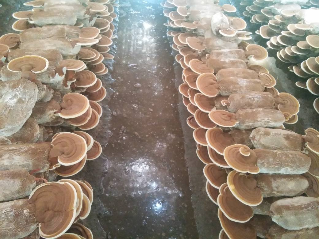 赤灵芝烹饪应用场景图