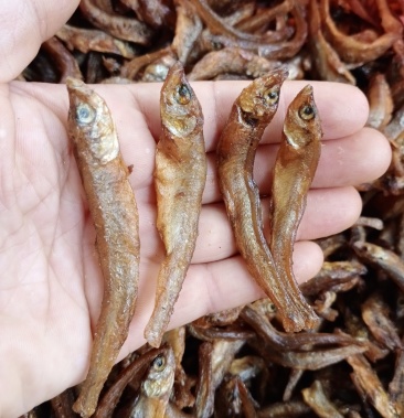 烤淡公干鱼(一手货源)不苦.油炸的.烟熏的.