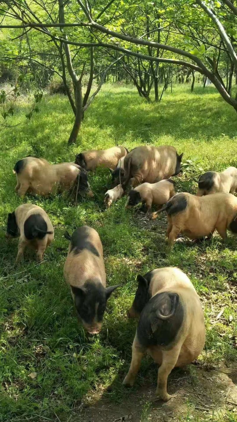 新泉仔猪出售信息网站_仔猪交易市场仔猪批发市场