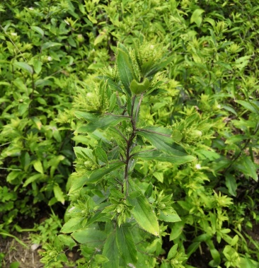 秦嶺地區半野生硃砂點北蒼朮2年苗