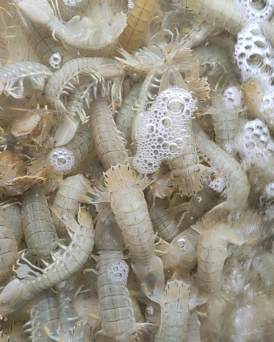 皮皮虾幼体图片图片