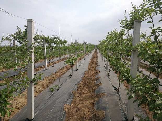 红心软枣猕猴桃园地病虫害防治现场图,展示喷药防治操作 红心软枣猕猴桃园地病虫害防治现场图