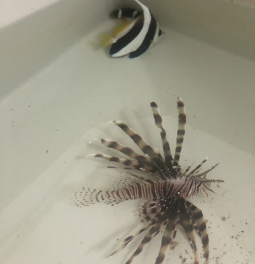 小丑鱼狮子鱼黑白关刀海水观赏鱼