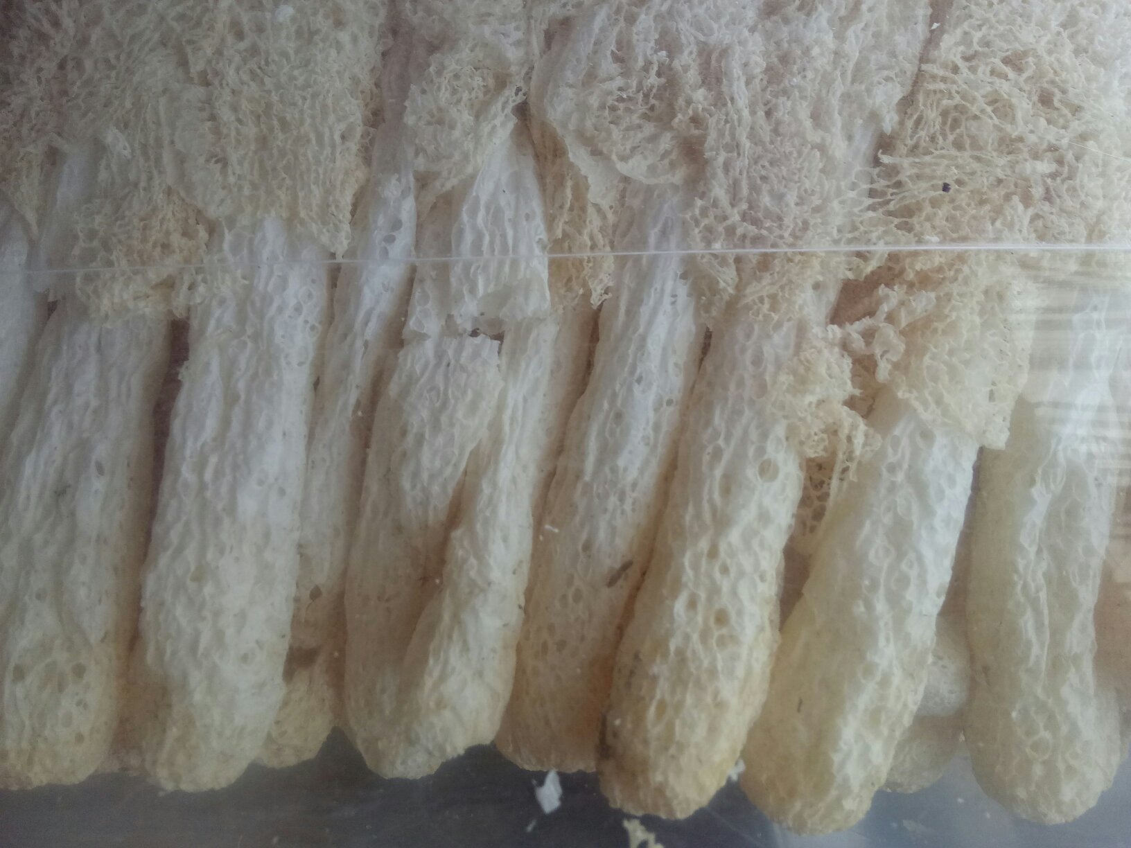 长裙竹荪特写,展示其洁白的菌柄与网状裙摆 长裙竹荪特写