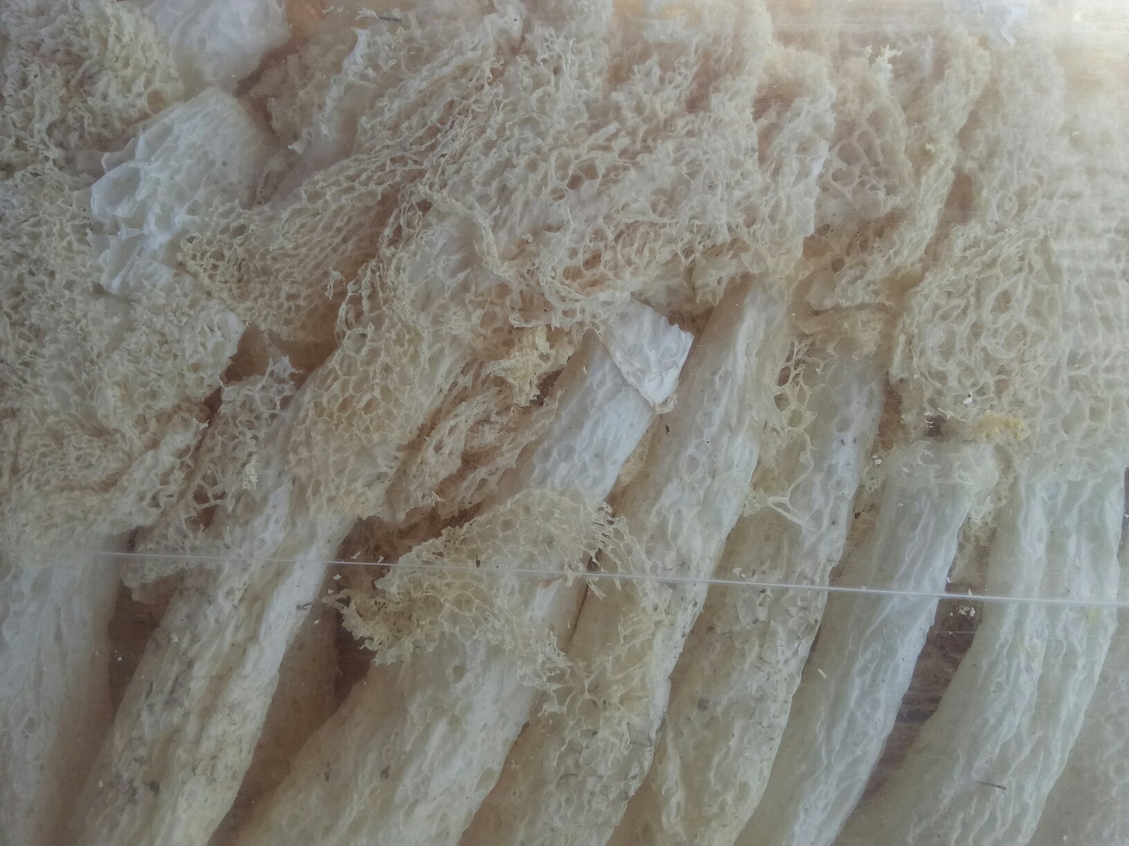长裙竹荪菌丝在培养料中生长的特写,展示其白色网状结构 长裙竹荪菌丝生长阶段