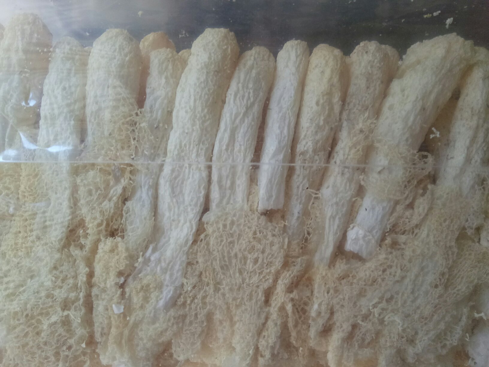 长裙竹荪特写