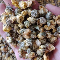 胎菊茶正品保证质量实图拍照无理由退货退款