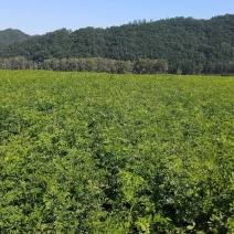 刺槐苗一年生刺槐苗，白花，一手货源。。。。。。
