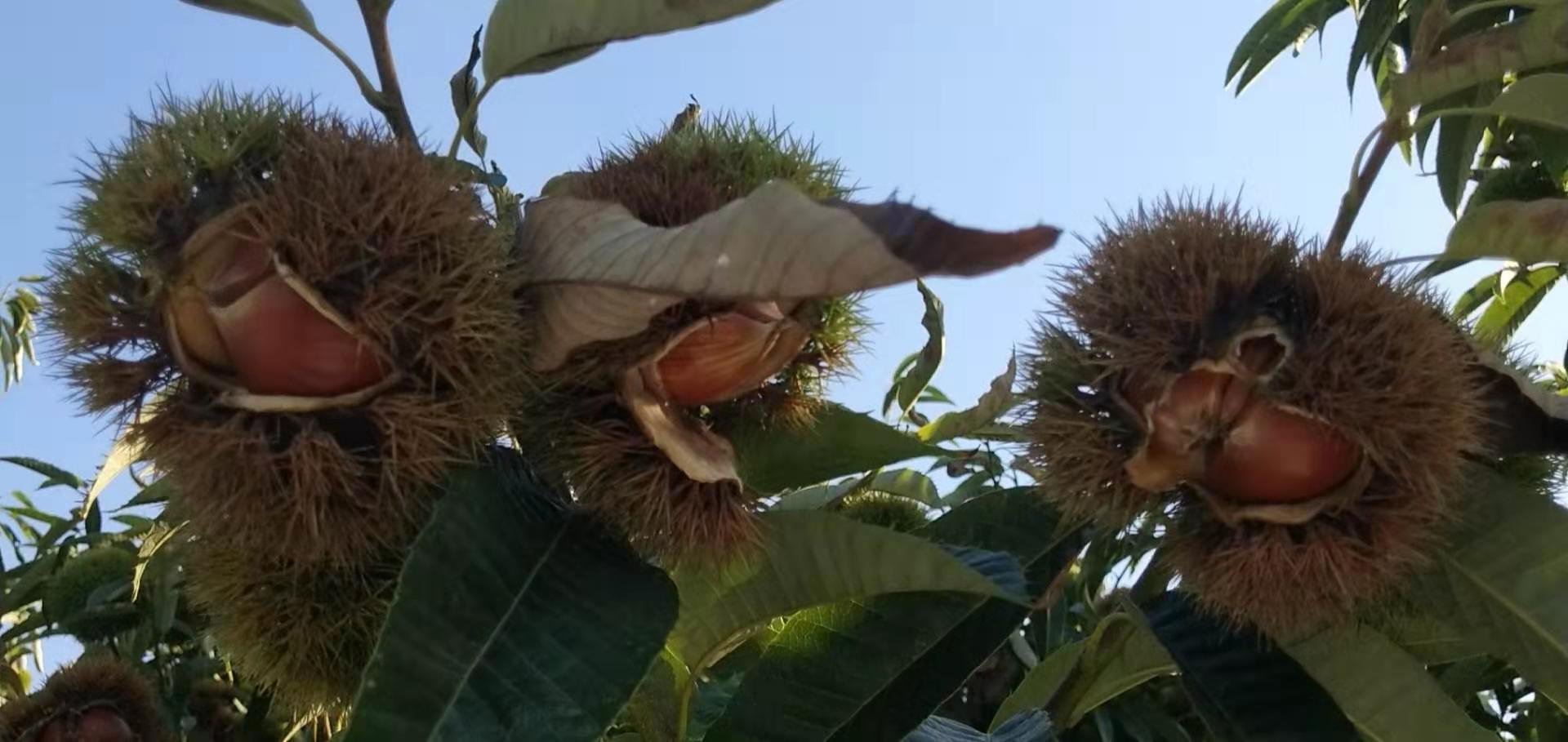 东方油栗整株果树特写