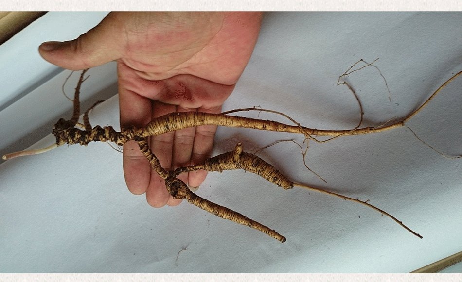 野山参整体外观特写