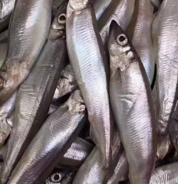 [多春鱼批发]多春鱼新鲜满春多春鱼烧烤专用真空包装直销价格22.