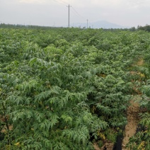 苦楝苦楝小苗苦楝树苗楝树苗苦楝当年苗