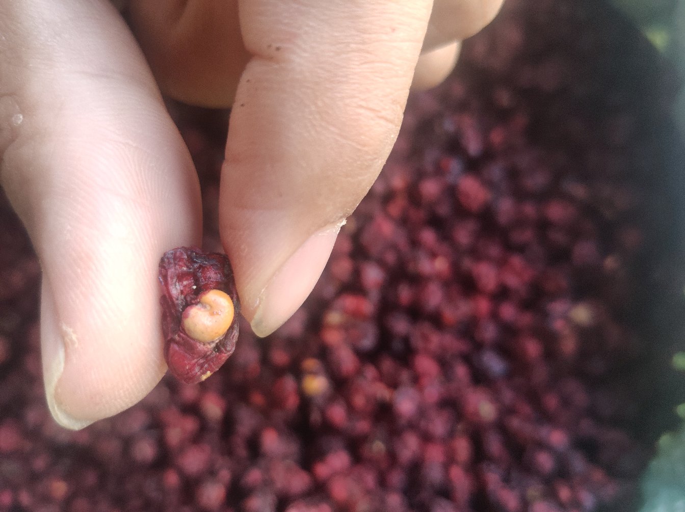 五味子果实被标注出五种味道的示意图,用于解释其名称来源 五味子果实的五种味道示意图