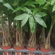 发财树盆栽基地直发