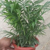 矮化椰子树基地直发