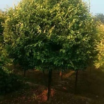 矮杆金叶榆球，精品矮杆金叶榆球