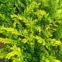 大量供应金叶水蜡，优质金叶水蜡