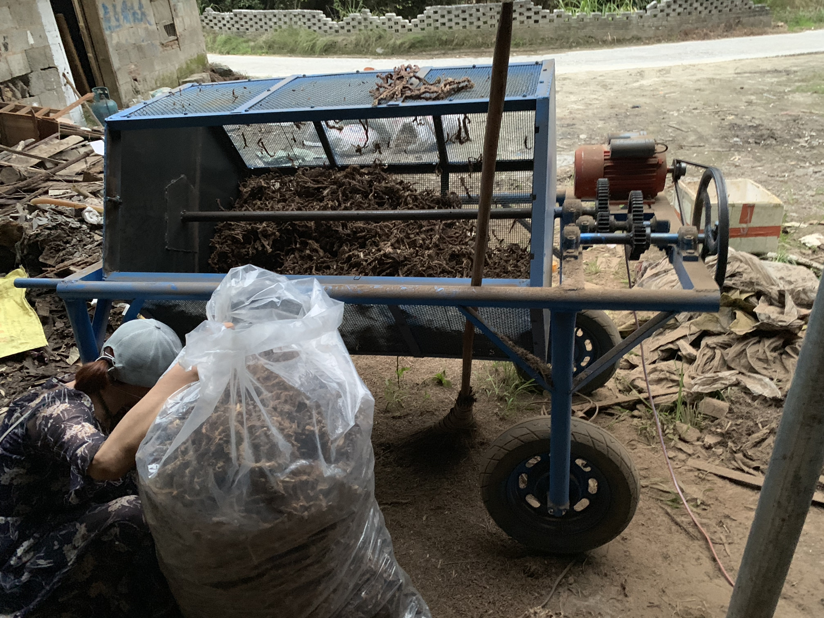 蒲公英焯水过程