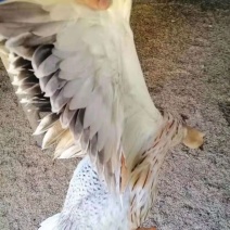 鸭肉